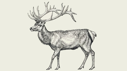 Male deer reindeer or stag with gorgeous antlers hand