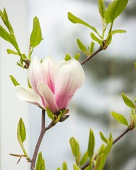 Blooming young magnolia tree in the garden - obrazy, fototapety, plakaty