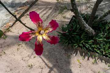 A large beautiful red-yellow flower grows on a tree branch. Ceiba splendid, Chorisia splendid.