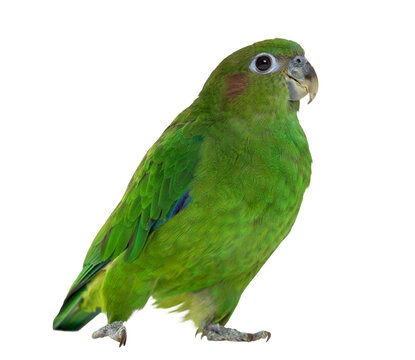Pileated Parrot isolated on white