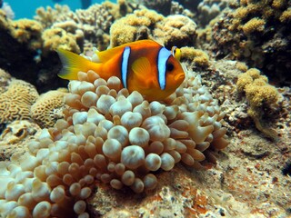 Naklejka na ściany i meble Red sea clown fish
