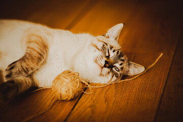 A cute tabby domestic kitten lies on the wooden floor having played enough with a ball of wool. A playful pet.