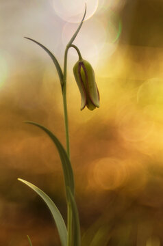 Ethereal Fritillaria Sylvatica in Golden Light