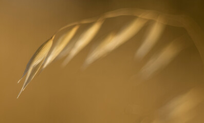 Abstract soft focus image of cereal grass