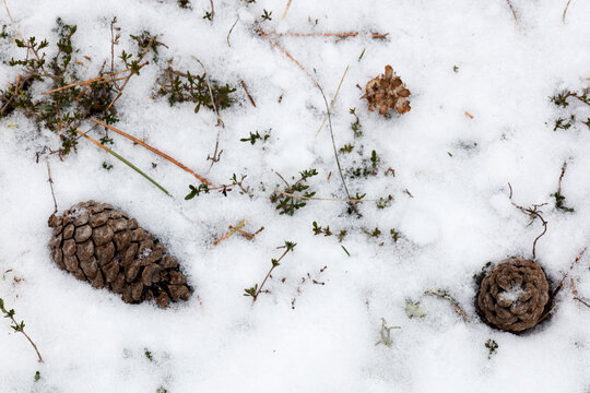 Pine cones and plant life emerging through snow