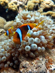 Fototapeta na wymiar Red sea clown fish