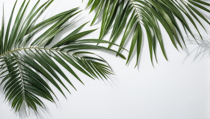 Fototapeta na wymiar Creative layout of colorful palm leaves on a white background in the rays of the sun, with shadows. Minimal summer exotic concept with copy space
