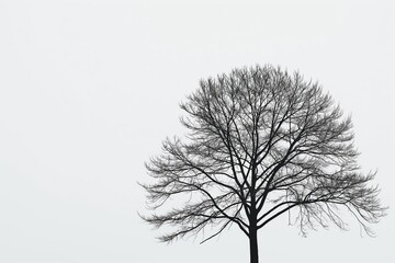 Stark silhouette of a leafless tree, depicting winter or solitude on a plain white backdrop