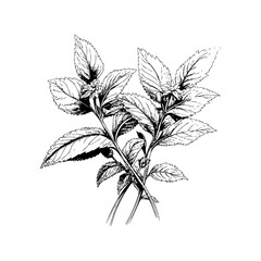 Botanical Peppermint Plant Ink Sketch. Hand drawn style. Vector illustration design