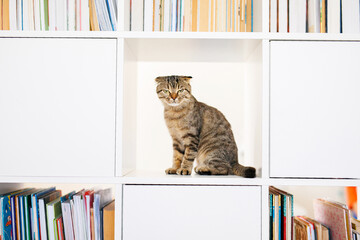 Adorable Scottish Lop-Eared Kitten on White Shelf Among Books. Place for text