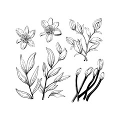 Black and White Floral Sketches Collection Hand drawn style. Vector illustration design