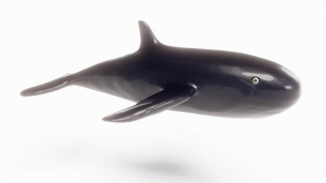 Black blue whale swimming on white back endless 4k