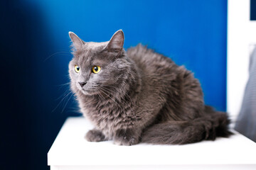 A smoky gray and very fluffy cat sits on the bedside table near the lamp on a blue background