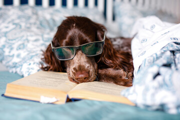 Brown spaniel with glasses lying under a warm blanket on the bed holding a book
