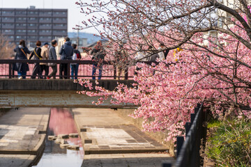 People enjoying kawazu cherry blossoms in the Yodo Suiro Waterway in Kyoto, Japan.
