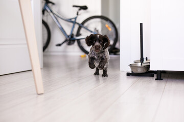 Young springer spaniel dog playing with toy on a floor at home - obrazy, fototapety, plakaty