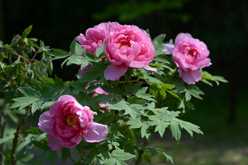 春の粧　ボタンの花
