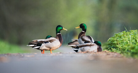Mallard ducks on the street