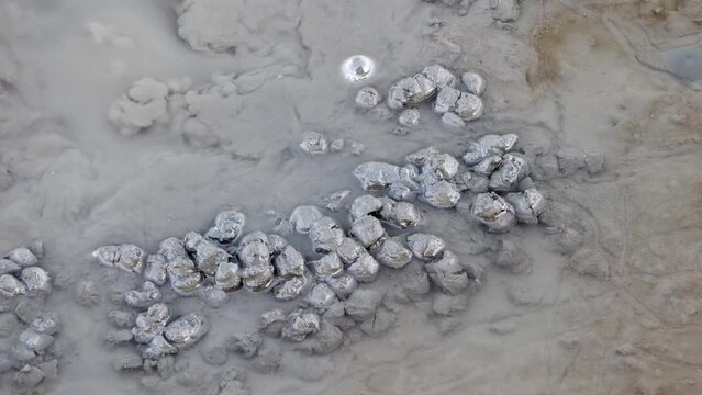 A mudskipper spit muddy balls as barrier around his burrow when digs nest hole in bottom of river, Thailand