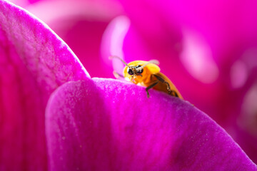 a firefly on purple orchid at horizontal composition