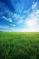 A wide green grass field with a blue sky