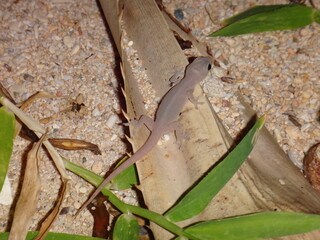 White house gecko on the beach at night