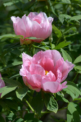 花一輪　ボタンの花