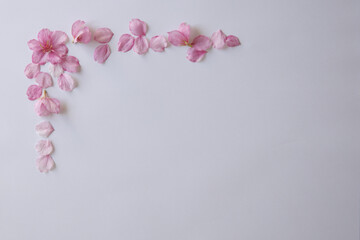 桜のライン