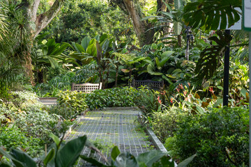 Green scenery of Singapore Botanic Garden.