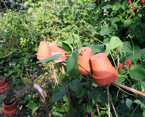 horizontal image of four clay plant pots upended on bean canes. red flowering runner beans growing over a garden hedge. an English garden.