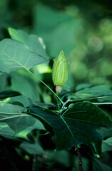 vertical closeup image of a single tulip tree bud with leaves on branch. depth of field focus. Latin name Liriodendron Tulipifera. Location Caerleon Wales UK 1998
