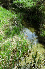 Vertical closeup view of a natural water filled stream. grassland and hedgerow verges. Location Stonely Cambridgeshire, UK
