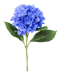 PNG blue hydrangea flower, collage element, transparent background