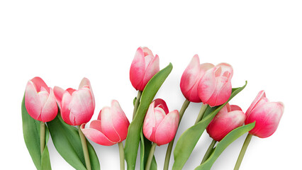 Red tulip flowers design element