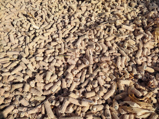 Big pile of empty bare corn cobs with removed kernels are scattered on the ground that will be used for kindling. Wasted dry corn cobs texture, pattern background. Corn processing waste after harvest