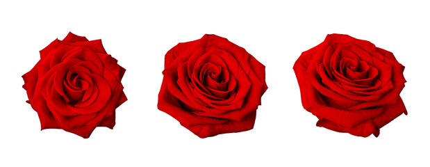 Set of beautiful red rose flower isolated on a white background.