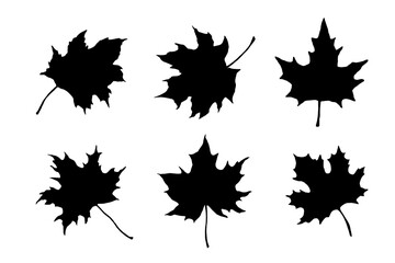 Maple leaf silhouette. Hand drawn fall illustrations set isolated. Leaves collection - obrazy, fototapety, plakaty