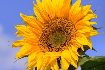 Sunflower Symphony: Time-Lapse of Sunflowers with Cloudy Blue Sky in Full 4K image