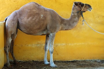 Desert Elegance: Camel Standing in Front of a Yellow Wall, in Full 4K Image