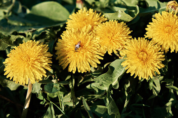 Close-up of blooming yellow dandelion flowers with a bee on them, in a spring garden. Detail of bright common dandelions in a spring meadow. It is used as a medicinal plant and for food.