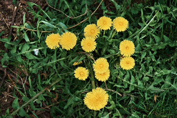 Close-up of blooming yellow dandelion flowers with a bee on them, in a spring garden. Detail of...