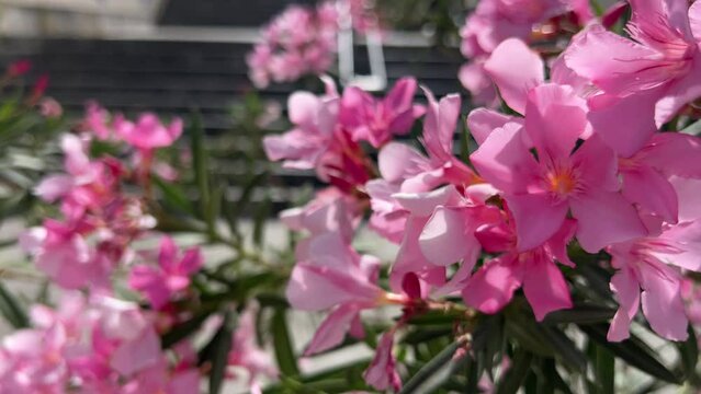 Branch with pink oleander flowers closeup