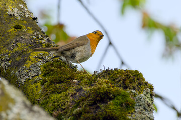 cute and curious european robin is perching on a tree trunk