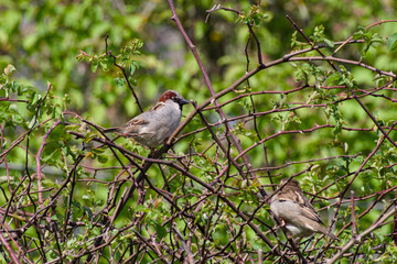 male house sparrow perching on a bush twig