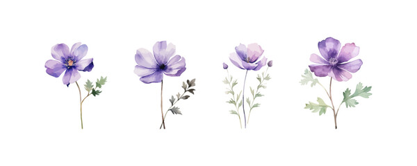 Watercolor Purple Flowers Isolated on White style. Vector illustration design.