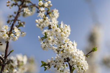 Spring blossoms on the farm. future cherry. Cherry color. Cherry blossoms. Plum. The Cherry...