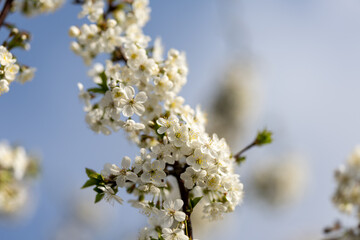 Spring blossoms on the farm. future cherry. Cherry color. Cherry blossoms. Plum. The Cherry...