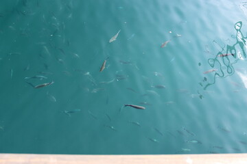 Naklejka premium Fish in the harbor basin of San Sebastian on the canary island La Gomera