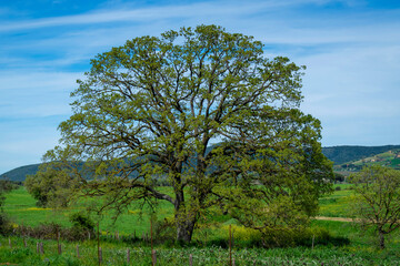 Paysage de Toscane au printemps
