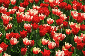 花シリーズ：いろいろな形、色のチューリップ